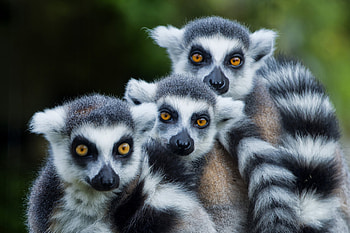 Lemur monkey family, Close-knit lemurs, Loving bond, Heartwarming moments HD wallpaper