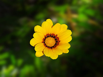 YellowForever (for my friend YellowForever), yellow, flower, red, nature, petal HD wallpaper