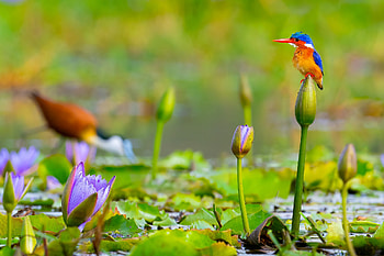 Animal, kingfisher HD wallpaper