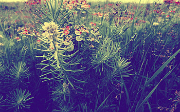 Plants, Flowers, Grass, Macro HD wallpaper