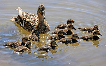 Animals, Ducks, Family, To Swim, Swim, Lot HD wallpaper