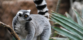 Ring Tailed Lemur, Animals, Ring tailed lemur, Jungle animal HD wallpaper