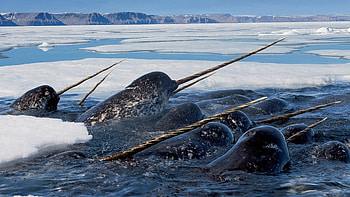 Narwhal, Ice sea HD wallpaper