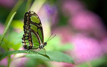 Siproeta stelenes, Butterflies HD wallpaper