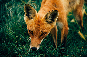 Animals, Grass, Fox, Muzzle HD wallpaper