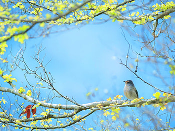 Animals, Birds HD wallpaper
