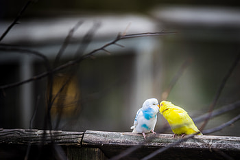 Love Birds , birds, love HD wallpaper