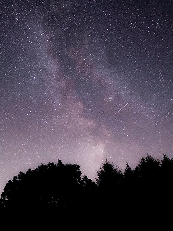 Trees, Sky, Stars, Night, Dark, Nebula HD phone wallpaper