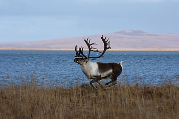 Caribou , Stunning backgrounds, Majestic animals, Natural splendor HD wallpaper