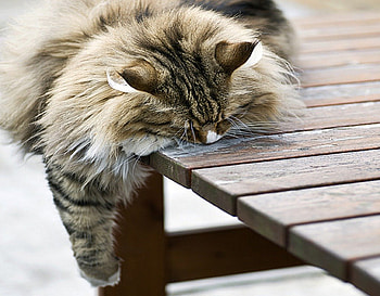 Cat day afternoon, lazy, animals, porch, cats, afternoon, sleep HD wallpaper