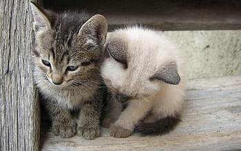 Animals, Grey, Toddlers, Kids, Kittens HD wallpaper