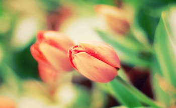 Beautiful Tulips, nature, flowers, bloom, tulips HD wallpaper