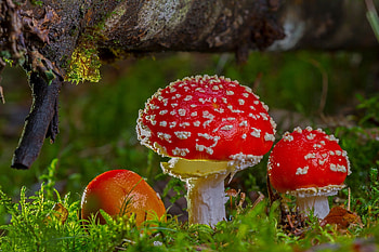 mushrooms in the grass, trunk, nature, grass, mushrooms, amanita HD wallpaper