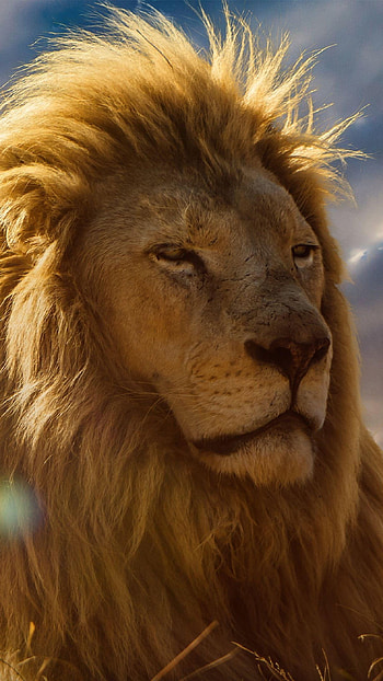 Lion , Leo, Lion HD phone wallpaper