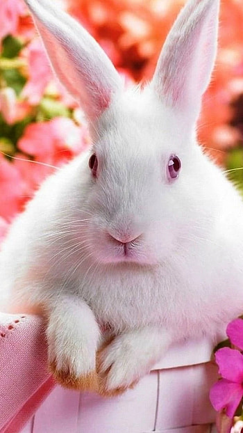 Cute, Rabbit HD phone wallpaper