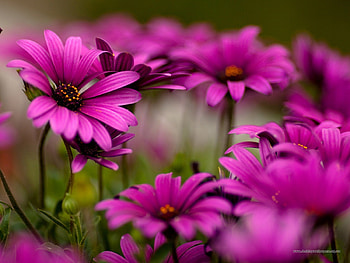 Plants, Flowers HD wallpaper