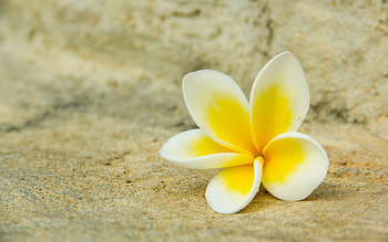 Single Flower, Plumeria HD wallpaper