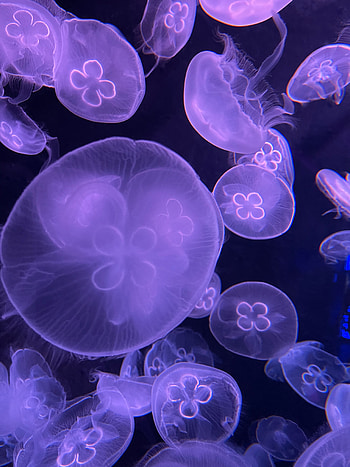 Animals, Water, Jellyfish, Violet, Purple, Under Water, Underwater HD phone wallpaper
