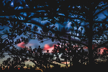 Sunset, Bush, Dark, Blur, Smooth, Branches HD wallpaper