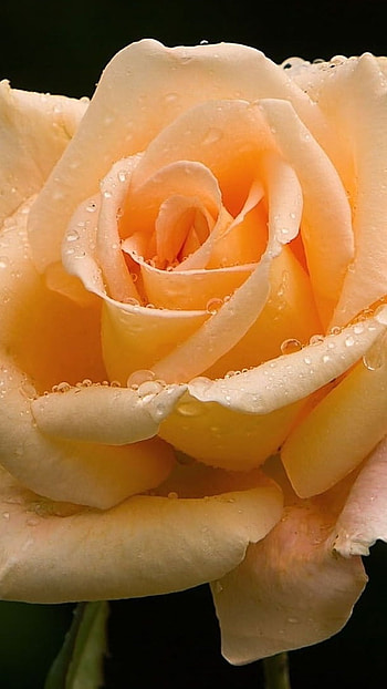 Rose Flower, Yellow Rose HD phone wallpaper