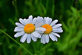 Daisy, flowers, pair, blur HD wallpaper