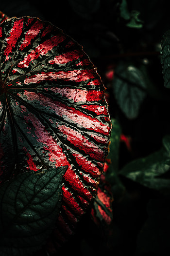 Macro, Dark, Wet, Surface, Sheet, Leaf HD phone wallpaper