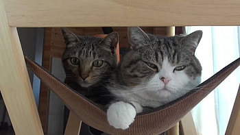 Hammok, Maru (Cat) HD wallpaper