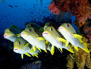 Animals, Fishes HD wallpaper