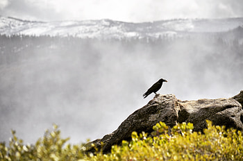 Animals, Grass, Mountains, Bird, Raven HD wallpaper