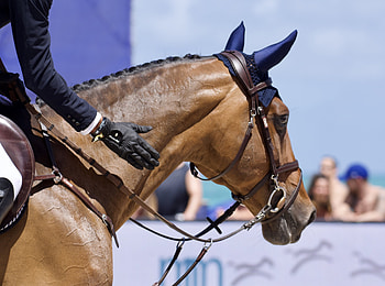 Thoroughbred, Eventing HD wallpaper