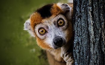 Ring Tailed Lemur, Animals, Wildlife curious, Mac Pro backdrop HD wallpaper