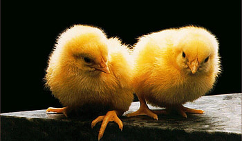 Chickens, animal, little, yellow HD wallpaper