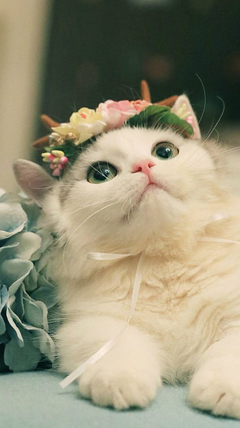 Cute Cat, Cat HD phone wallpaper