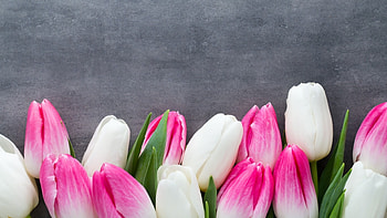 Fresh Tulips, pink, nature, flowers, tulips HD wallpaper