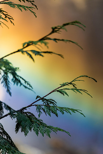 Rainbow, Plant, Miscellanea, Miscellaneous, Multicolored, Motley, Branch HD phone wallpaper