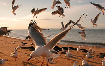 High-resolution , Seagull ry, Stunning backgrounds, beauty HD wallpaper