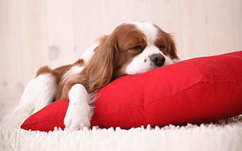 Animals, Dogs HD wallpaper