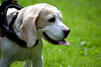 Animals, Dog, Muzzle, Stroll, Language, Tongue, Beagle HD wallpaper