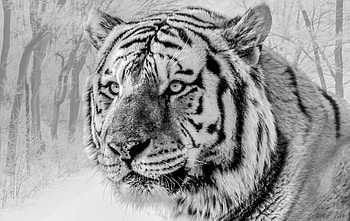 Animals, Muzzle, Predator, Big Cat, Wildlife, Bw, Chb, Tiger HD wallpaper
