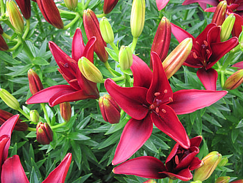 Colorful Flowers a garden makeup 89, Lily, graphy, yellow, green, red, Flowers, garden HD wallpaper