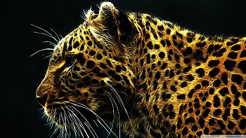 Leopard, dog, cat, tiger HD wallpaper