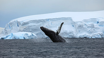 Antarctica Travels, Oceanic beauty, Majestic whales, Aquatic exploration HD wallpaper