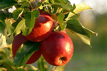 Mobile Mosterei Wiedemar, Sitemap, Apple tree's gift, Nature's abundance HD wallpaper