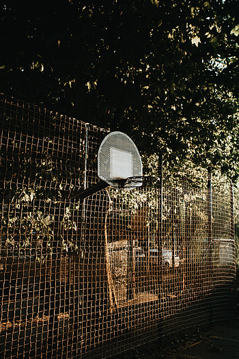 Trees, Basketball, Miscellanea, Miscellaneous, Grid, Basketball Backboard, Basketball Shield HD phone wallpaper