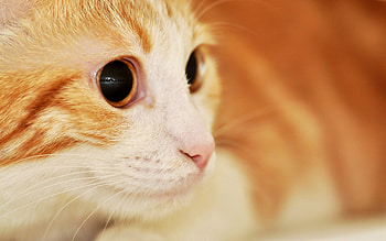 Animals, Cat, Muzzle, Eyes, Spotted, Spotty, Astonishment, Surprise HD wallpaper