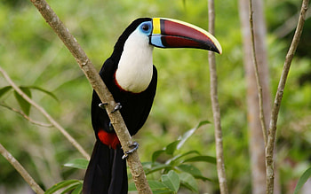 Colorful tropical bird, Vibrant plumage, Exotic wildlife, Mobile HD wallpaper