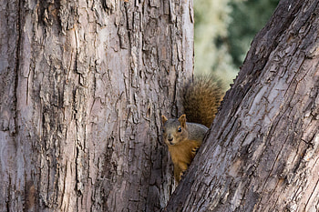 Animals, Squirrel, Wood, Tree, Animal, Peek Out, Look Out HD wallpaper