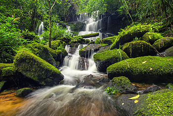 Forest Waterfall , waterfall, nature, Forest, tree HD wallpaper
