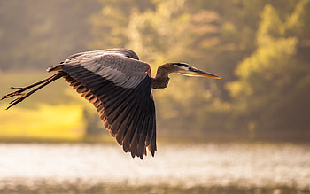 Stork, Striking , Visual delight, Seamless HD wallpaper