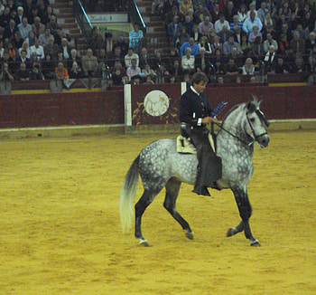 Horseback Bullfighting, spanish, andalusian, horses, tradition HD wallpaper